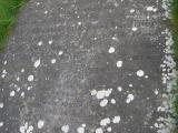 image of grave number 142171
